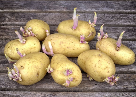 Peut-on manger une pomme de terre qui a germé ?