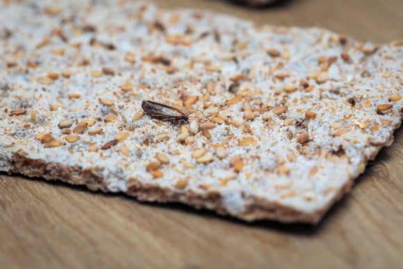 La solution anti-gaspi miracle pour - enfin - dire adieu aux mites alimentaires