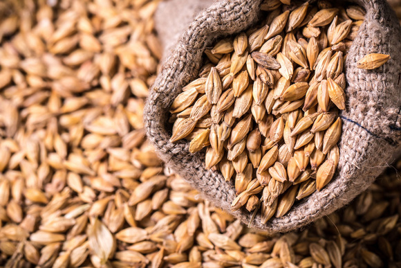 Malt, eau, houblon et levure sont la base de la bière. Adobestock