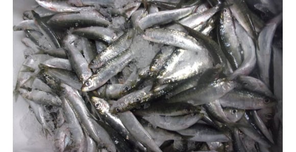 Rappel Produit : Ce poisson frais vendu dans tous les Auchan de France peut être toxique !
