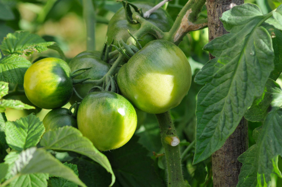 Comment faire mûrir les tomates encore vertes qui restent sur vos pieds ?