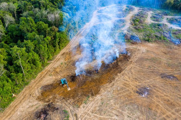 Déforestation pour la culture de l'huile de palme. Adobestock