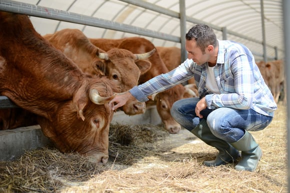 Les vaches produisent moins à cause de la chaleur. Adobestock