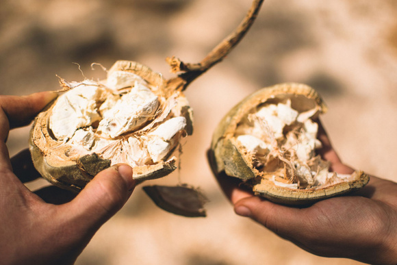 Le baobab : l’ingrédient secret pour être en bonne santé ?