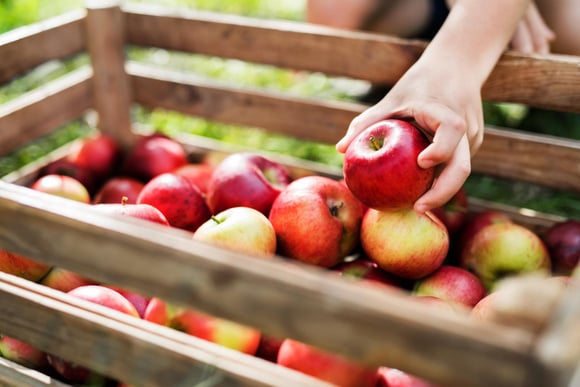 “Elle peut se dessécher” : l’astuce de cette primeur MOF pour garder les pommes parfaites tout l’hiver