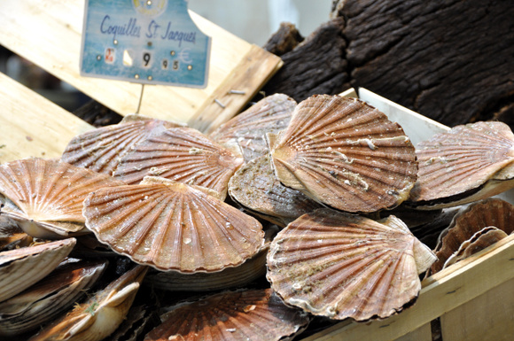 Comment bien choisir ses coquilles Saint-Jacques ?