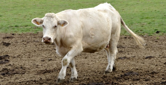 Le bœuf vieilli, c'est trop bon !