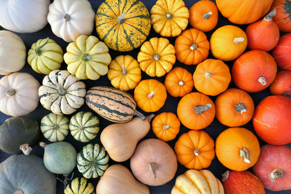 Vrai ou faux : plus la courge est petite, plus elle a de goût