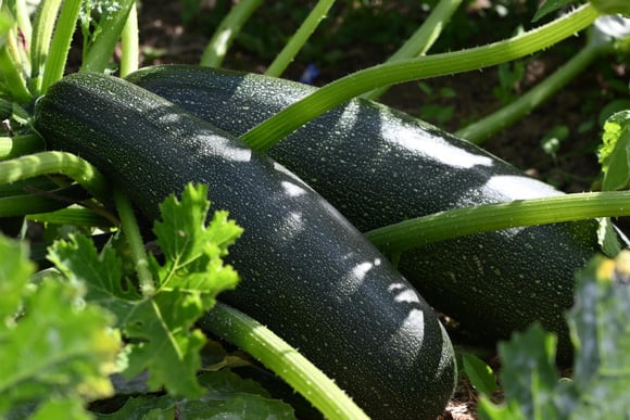 Grosses courgettes du jardin / Adobe Stock