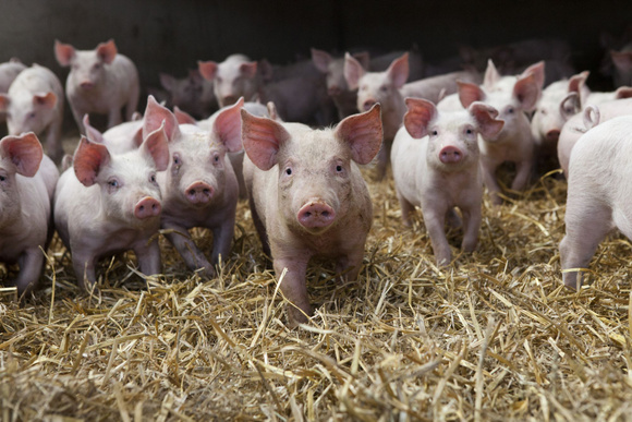 Filière du porc : Une crise historique et des éleveurs en détresse