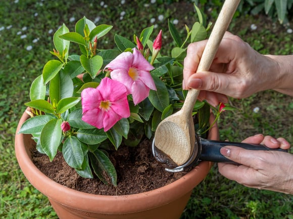 Marc de café : pour quels légumes et plantes ne surtout pas l’utiliser ?