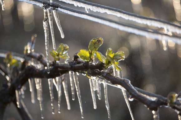Les bourgeons à peine sortis ont gelé. Adobestock