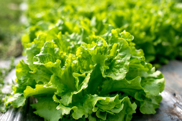 Santé : est-ce une bonne idée de manger de la salade verte tous les jours ?