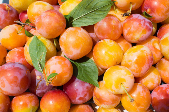 Comment bien choisir ses mirabelles pour profiter de ce fruit jaune sucré et juteux ?