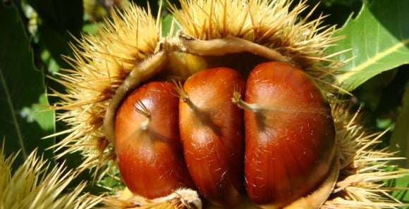 Comment sont fabriqués les marrons glacés