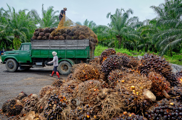 L'huile de palme crée des emplois. Adobestock