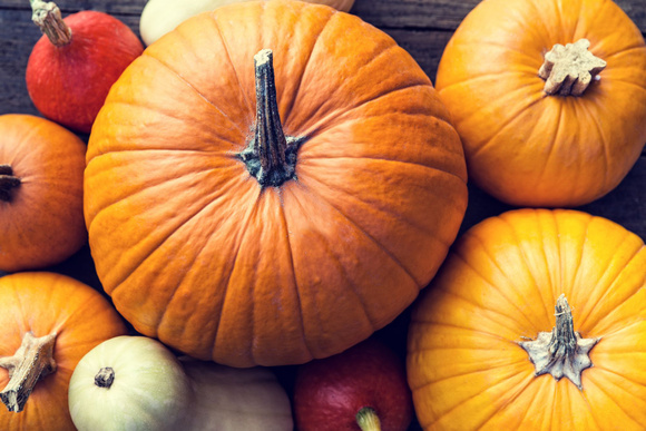 Plus lourd qu'un mec en fin de soirée, cette courge bat tous les records en France !