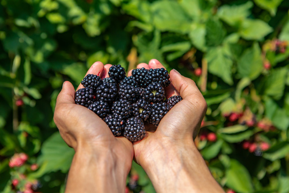 Nos conseils pour bien nettoyer les fruits sauvages que l’on cueille ?