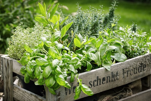 Cette herbe aromatique serait meilleure que le thym pour booster vos défenses immunitaires