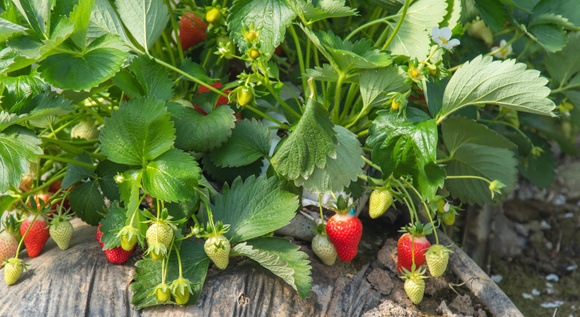 Vous ne devinerez jamais quel géant de l'électroménager se cache derrière cette production de fraises novatrice