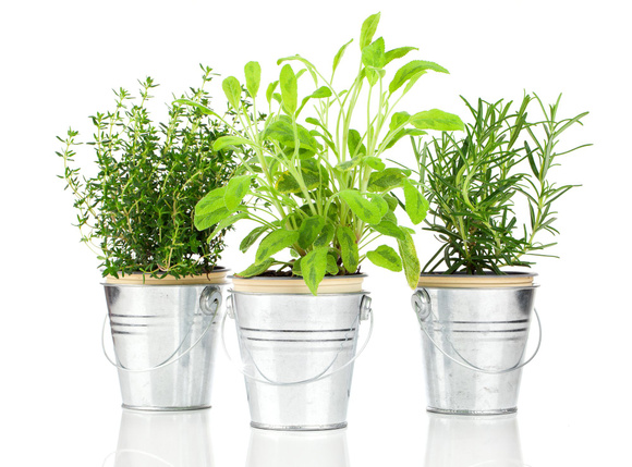 Comment se débarrasser des moucherons sur les plantes aromatiques ?