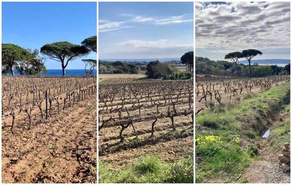 Une partie des jardins de vigne / Torpez