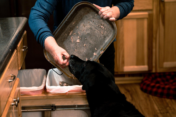 Vous donnez des restes à votre chien ? Attention, ces aliments sont à bannir pour sa santé