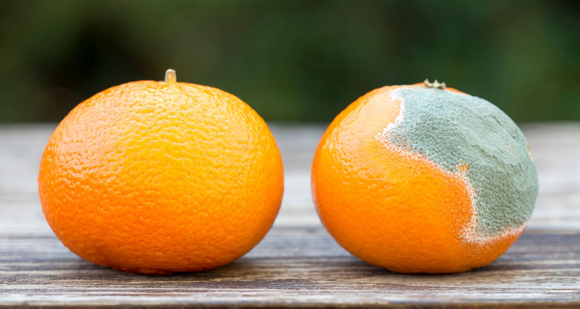 Peut-on manger des fruits ou des légumes qui ont un peu moisi ?