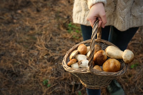 Champignons : le pharmacien est-il vraiment habilité à vérifier le fruit de nos cueillettes ?
