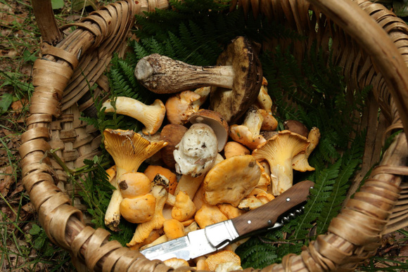 "C’est à proscrire et vouer à l’échec à 200%” : un mycologue partage ses conseils pour vérifier sa cueillette de champignons correctement