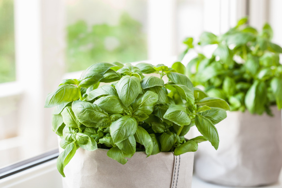 Faites pousser votre basilic plus vite avec ces 2 ingrédients que vous avez déjà dans la cuisine