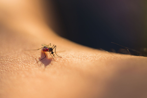 La génétique explique en partie les piqûres de moustiques. Adobestock