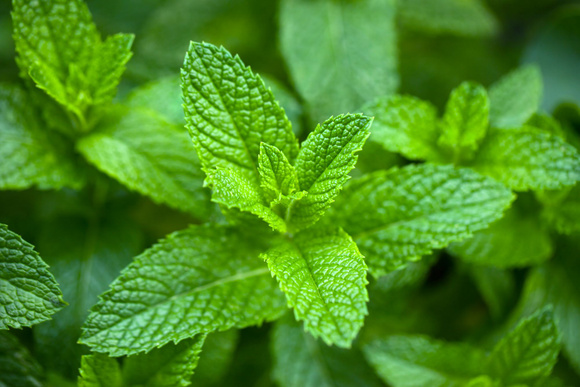 Vous avez de la menthe fraîche ? Voici nos astuces pour la garder intacte le plus longtemps possible