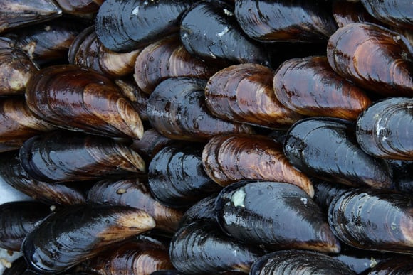 Comment réussir la cuisson des moules ?