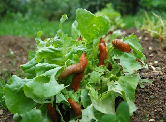 Comment fabriquer des protections anti-limaces qui vous coûteront 0 centime pour protéger votre jardin potager ?