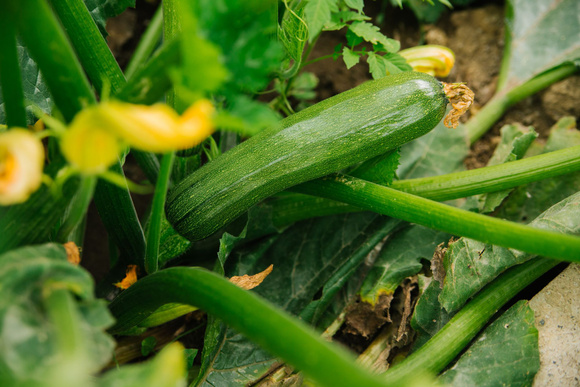 Selon cette étude, un jeune sur cinq ne sait pas reconnaître une courgette sur une photo  !