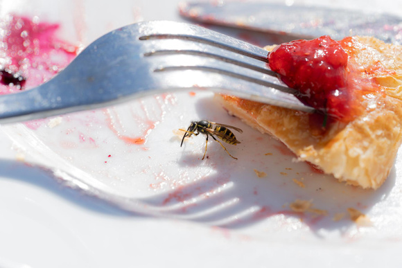 Voici comment empêcher les guêpes de gâcher vos repas en terrasse