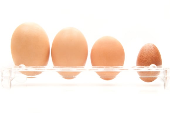 Il existe 4 tailles d'oeuf. Adobestock