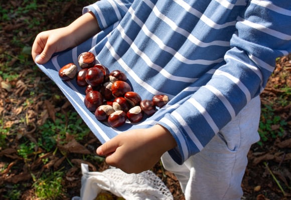 Ne ramassez jamais une châtaigne trouée en forêt : ce que cache ce petit détail va vous couper l'appétit