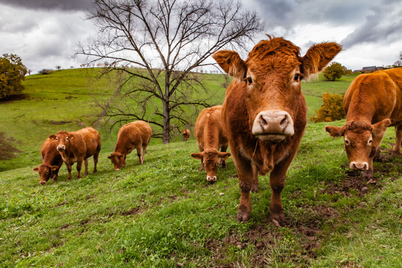 Le guide de la viande de boeuf