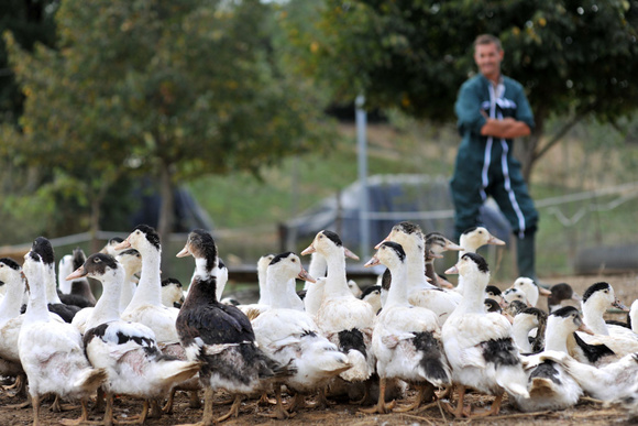@ Adobe Stock/ Les élevages de canards décimés 