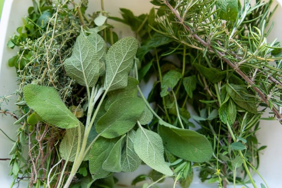 C'est gratuit : 3 plantes sauvages à ramasser en forêt pour sublimer vos plats !