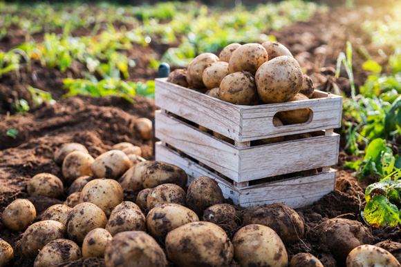 La production de pommes de terre françaises va mal. Adobestock