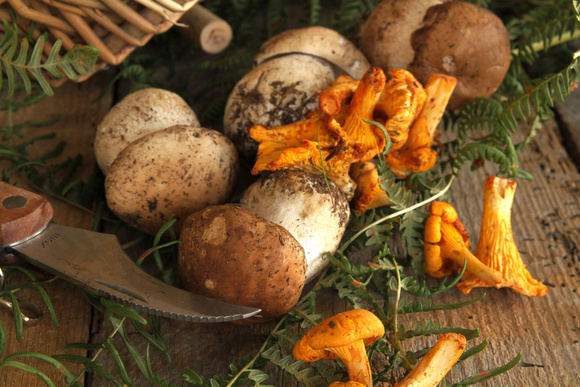 Cueillette des champignons : y a-t-il une limite à respecter ?