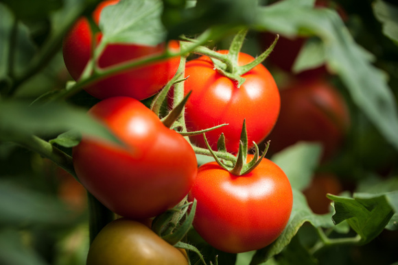 “C’est la pâte à modeler de la tomate” : Laurent Mariotte dévoile son test infaillible au marché pour bien les choisir