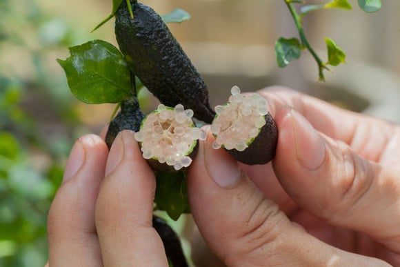 Citron caviar : cet agrume d'exception devient un luxe abordable