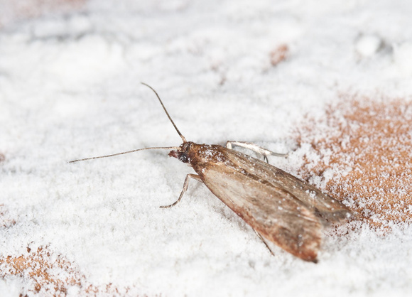 Mites alimentaires : 3 astuces naturelles à connaître pour éviter l'invasion chez vous