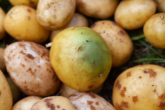 Peut-on manger sans risque une pomme de terre verte ?