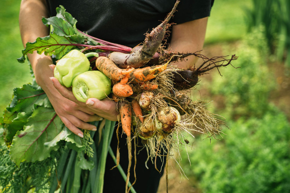 Adobe Stock/ Des légumes bio qui viennent d'être cueillis 