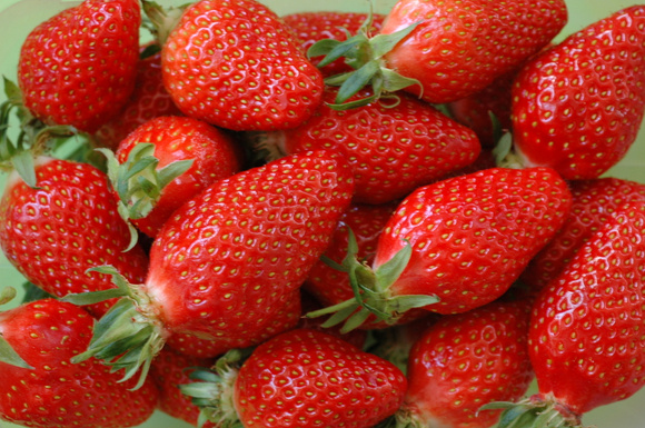 Sylvie Delaurier, productrice de fraises à Damazan, Lot-et-Garonne